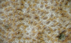 Leptastrea bewickensis