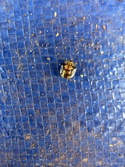 Deloyala guttata