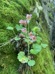 Telesonix heucheriformis