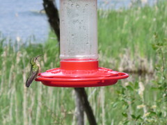 Selasphorus calliope