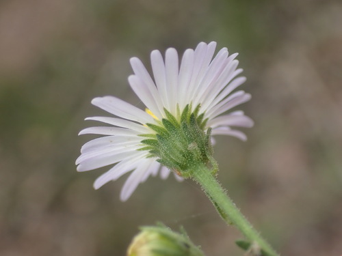 New Mexico tansyaster (Psilactis asteroides)