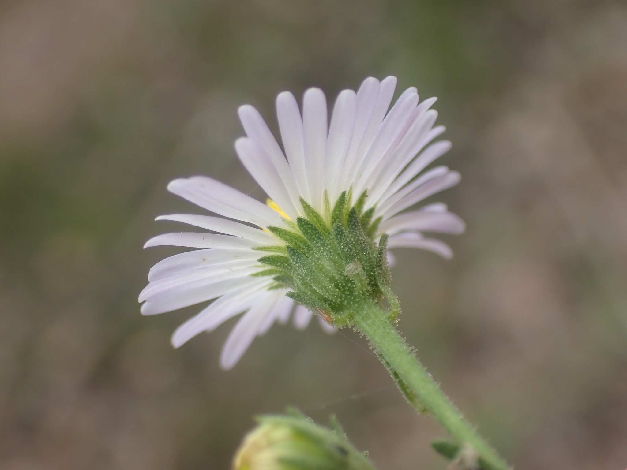 Psilactis asteroides