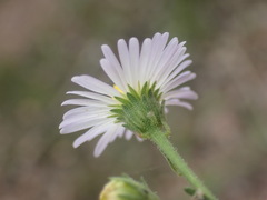 Psilactis asteroides