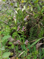 Ophrys oestrifera