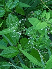 Galium asprellum