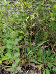 Ophrys oestrifera