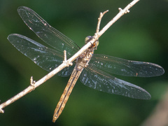 Pantala hymenaea