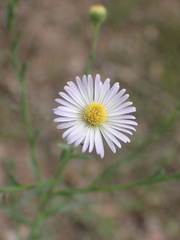 Psilactis asteroides