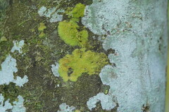 Coenogonium implexum