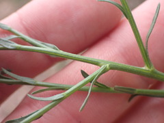 Psilactis asteroides