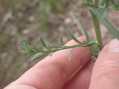 Psilactis asteroides