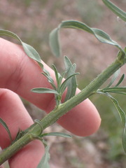 Psilactis asteroides