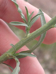 Psilactis asteroides