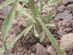 Psilactis asteroides