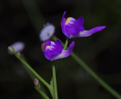 Utricularia amethystina