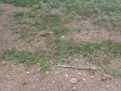 Psilactis asteroides