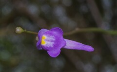 Utricularia amethystina