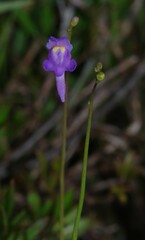 Utricularia amethystina