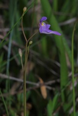 Utricularia amethystina