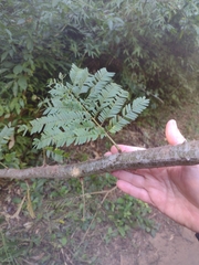 Senegalia nitidifolia