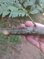 Senegalia nitidifolia