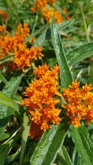 Asclepias tuberosa interior