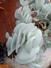 Crassula arborescens