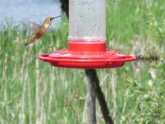 Selasphorus calliope