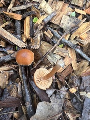Tubaria furfuracea