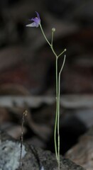 Utricularia amethystina