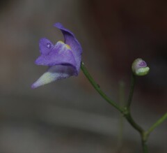 Utricularia amethystina