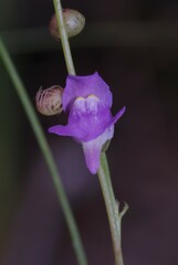 Utricularia amethystina