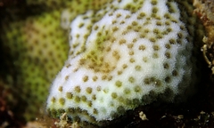 Porites hawaiiensis