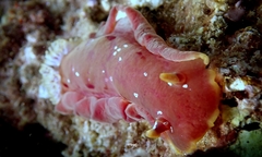 Hexabranchus sanguineus