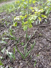 Tulipa sylvestris biebersteiniana