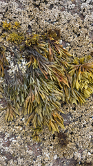 Pelvetiopsis limitata