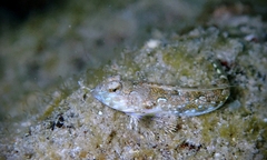 Synchiropus rosulentus
