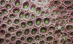 Leptastrea transversa