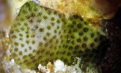 Porites hawaiiensis