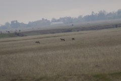 Canis latrans ochropus