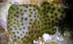 Porites hawaiiensis