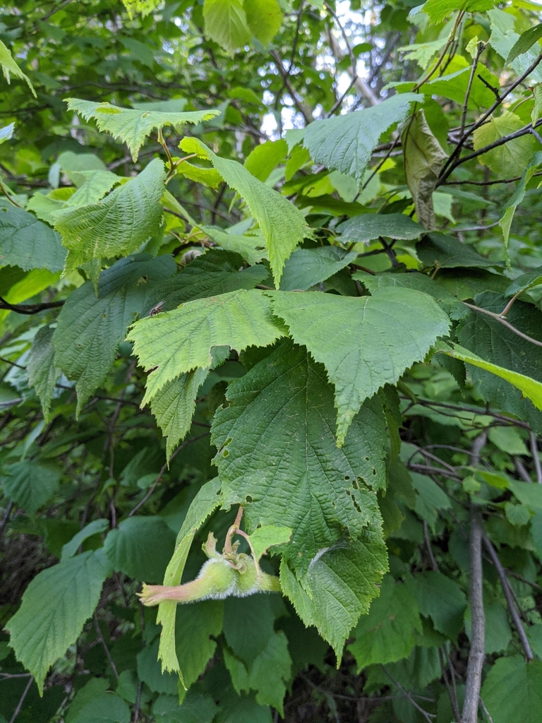 beaked hazelnut from Gogama, ON P0M 1W0, Canada on July 07, 2022 at 0729 AM by Pat Deacon