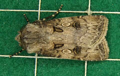 Agrotis interjectionis