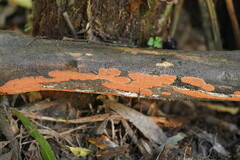 Hypoxylon crocopeplum