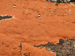 Hypoxylon crocopeplum