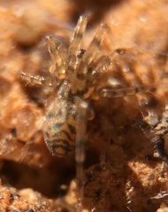 Phrurotimpus alarius