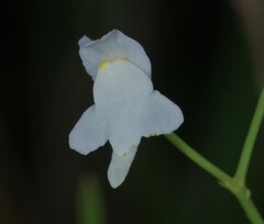 Utricularia amethystina