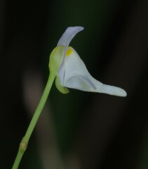 Utricularia amethystina