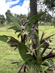 Cestrum buxifolium