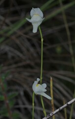 Utricularia amethystina